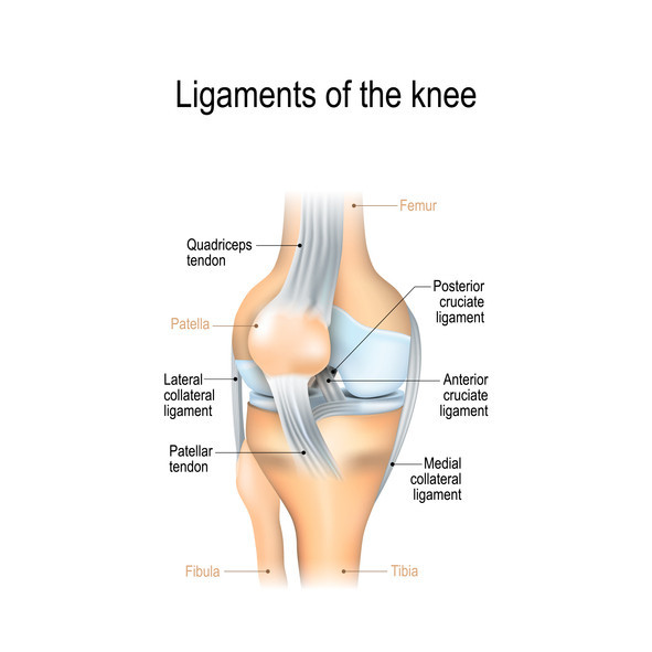 /media/content/images/medical-illustrations/knee-ligaments-gettyImages-1077268080.jpg