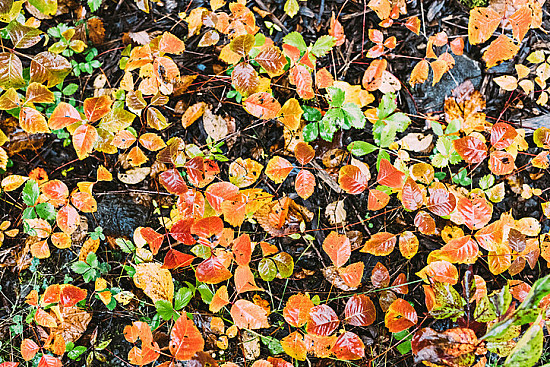 Poison ivy: Scratchin' like a hound? featured image