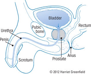 prostate bladder